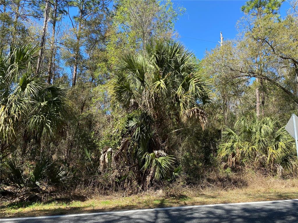 A dense wooded area with palm trees and brush sits alongside an asphalt road — 2519 W PLUMTREE LANE, DUNNELLON, FL