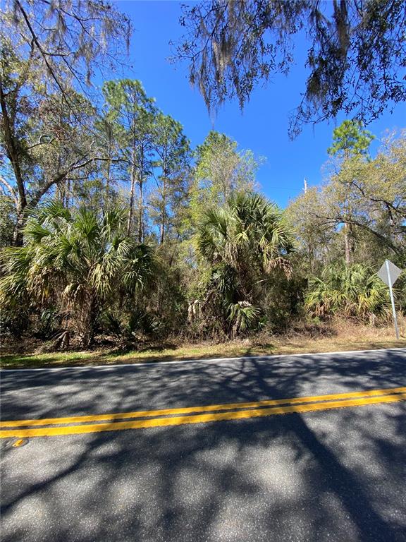 A paved road with double yellow lines runs in front of a wooded, undeveloped lot — 2519 W PLUMTREE LANE, DUNNELLON, FL