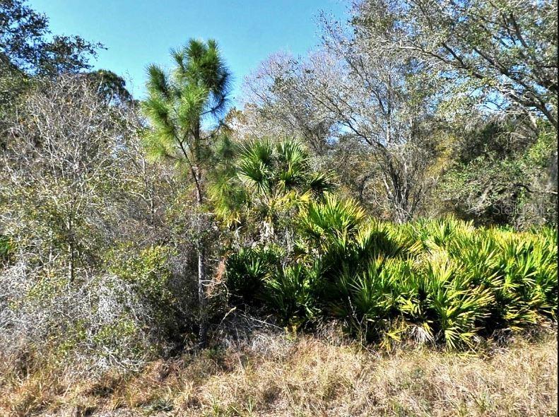 A pine tree and saw palmettos grow in a wooded area under a clear blue sky — NORTON DRIVE, NORTH PORT, FL