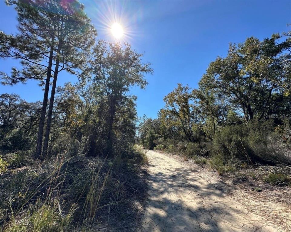 A sandy path leads through a wooded area under a bright sun in a clear sky — TBD NE 86TH STREET, BRONSON, FL