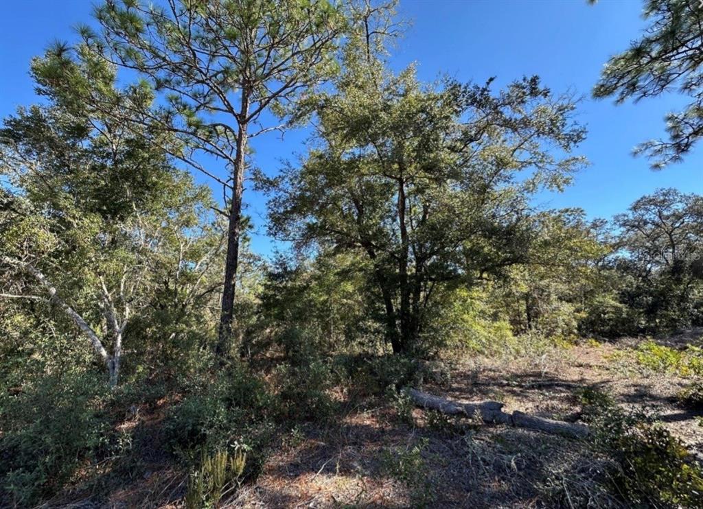 A wooded lot with tall pine and oak trees under a clear blue sky — TBD NE 86TH STREET, BRONSON, FL