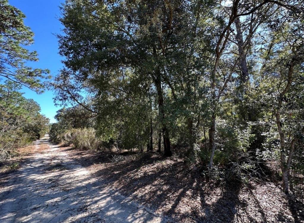 A dirt road runs alongside a wooded lot with dense trees and underbrush — TBD NE 86TH STREET, BRONSON, FL
