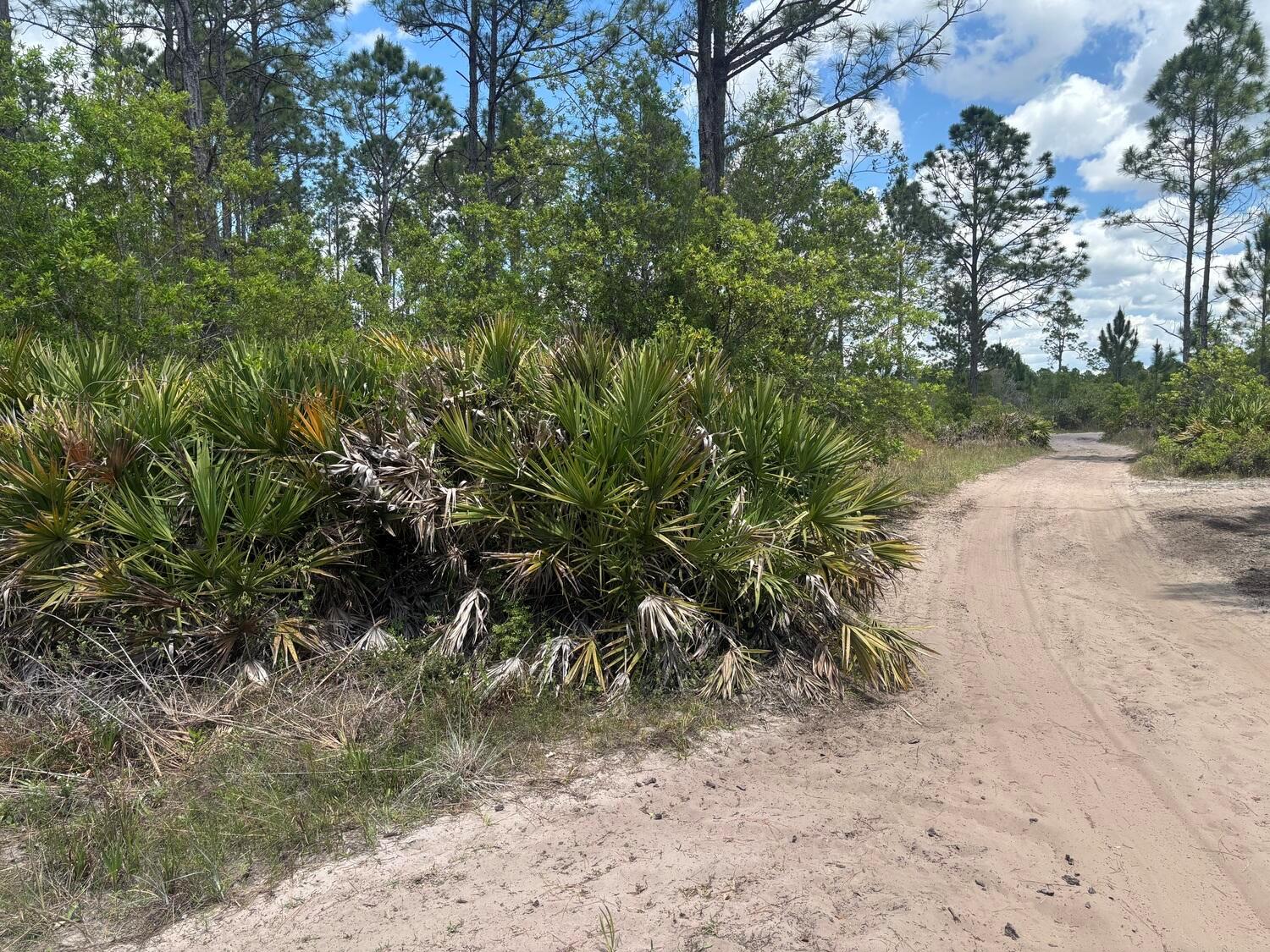 A sandy dirt path winds through a wooded area with dense saw palmetto bushes — 0 Holopaw Groves Road, FL 34772, FL