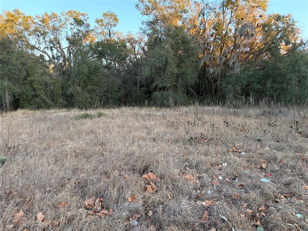 A vacant, grassy lot is bordered by a dense line of mature trees — 13434 MARYLAND AVENUE, ASTATULA, FL