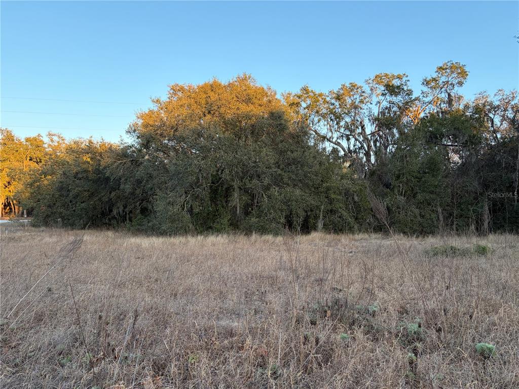 A grassy, undeveloped lot features a dense line of mature trees under a clear sky — 13434 MARYLAND AVENUE, ASTATULA, FL
