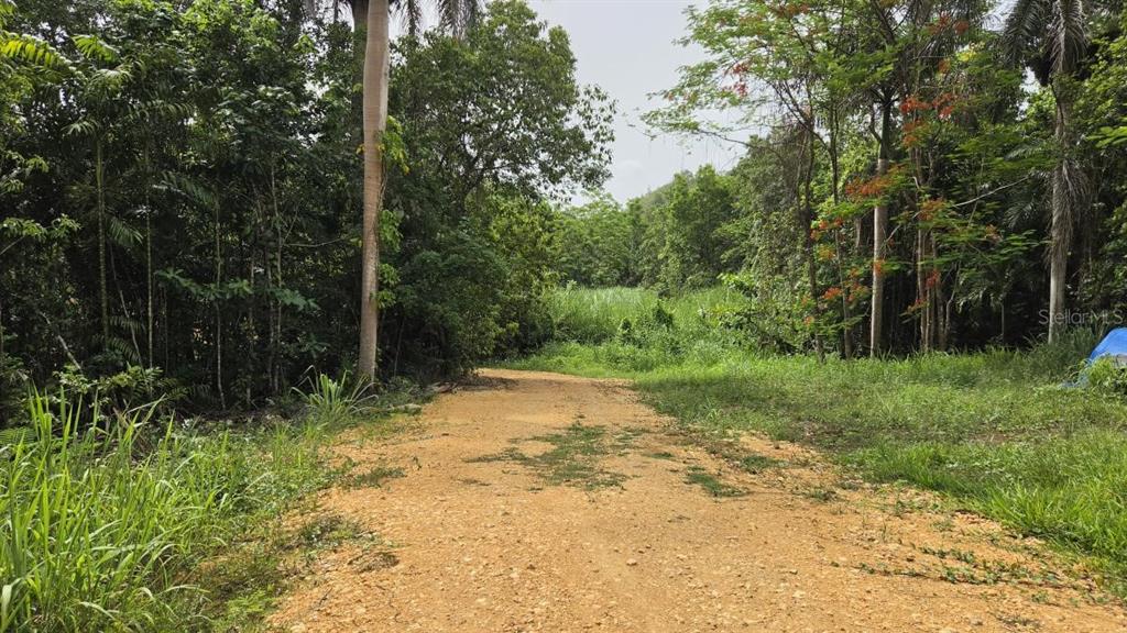 A dirt road leads through a lush, wooded area with dense green vegetation and trees — PR 669 KM 0.3 INT PR 828, VEGA ALTA, PR