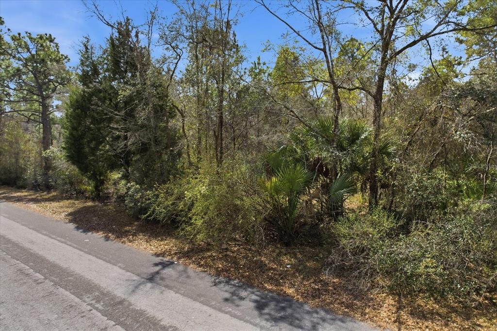 A paved road runs alongside a wooded lot with dense trees and palmetto bushes — 9568 N DAWNFLOWER AVENUE, CRYSTAL RIVER, FL