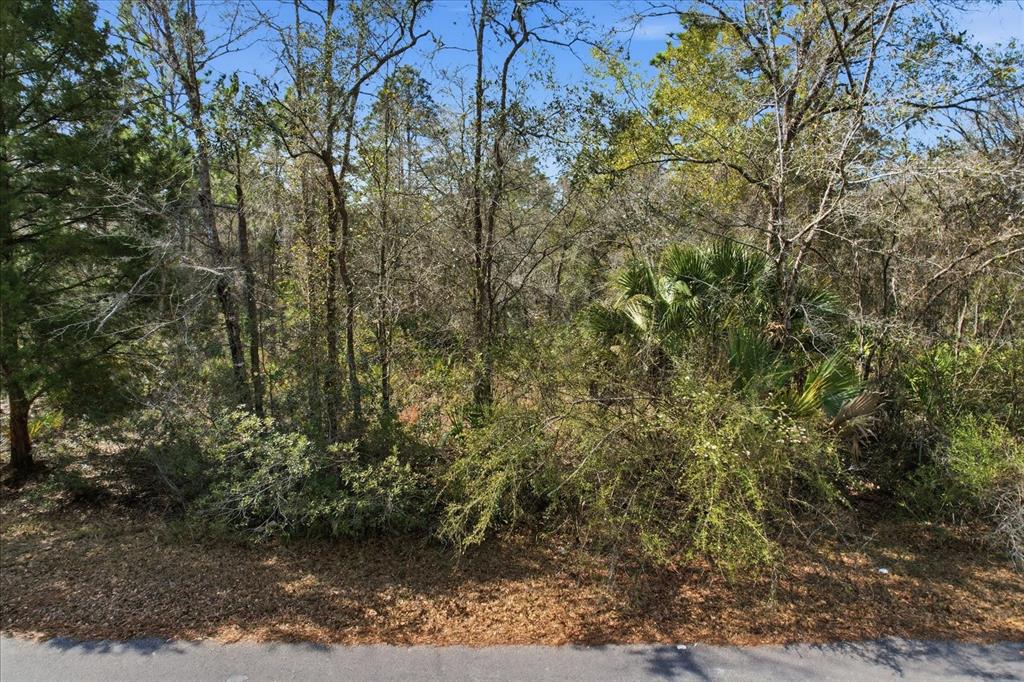 A wooded, undeveloped lot with dense trees and vegetation borders a paved road — 9568 N DAWNFLOWER AVENUE, CRYSTAL RIVER, FL
