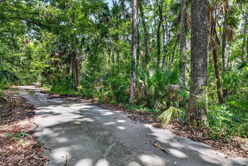 A paved road winds through a dense, sunlit forest with tall trees and palm plants — 9647 W FERN CREEK TERRACE, HOMOSASSA, FL