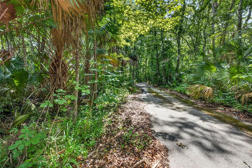 A paved path winds through a dense, sunlit forest filled with palm trees and green foliage — 9647 W FERN CREEK TERRACE, HOMOSASSA, FL