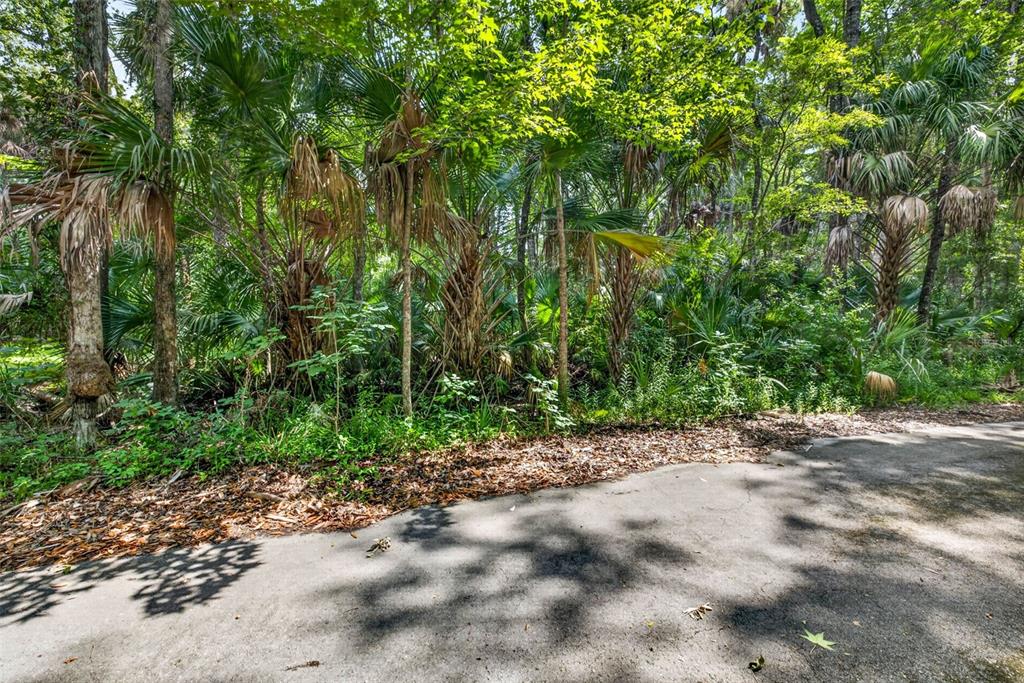 A paved road runs alongside a dense, wooded area filled with palm trees and foliage — 9647 W FERN CREEK TERRACE, HOMOSASSA, FL