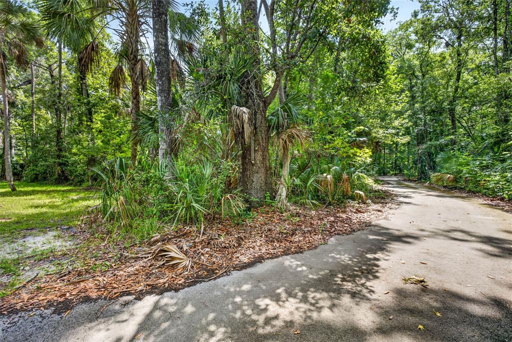 A paved driveway curves through a wooded area with palm trees and dense foliage — 9647 W FERN CREEK TERRACE, HOMOSASSA, FL