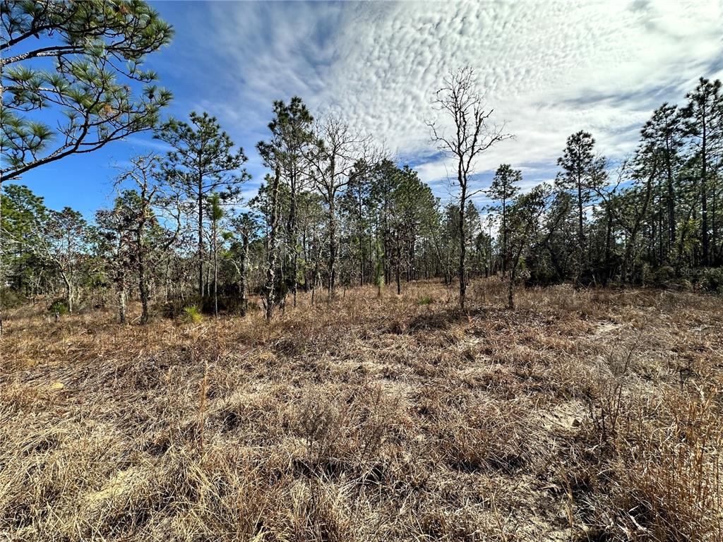 TBD NE 150TH COURT, WILLISTON, FL — photo 2 of 5