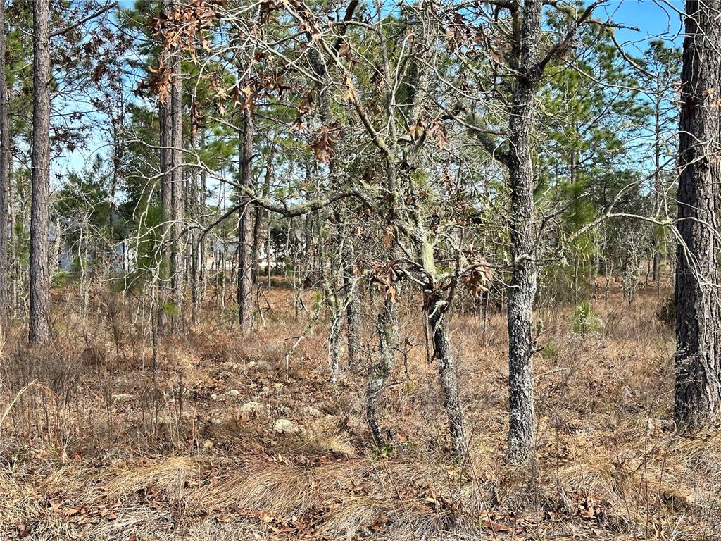 TBD NE 150TH COURT, WILLISTON, FL — photo 5 of 5