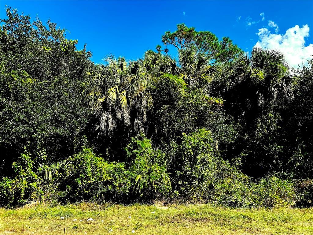 A dense thicket of trees and palm plants stands behind a patch of grass — 1428 KENESAW STREET, PORT CHARLOTTE, FL