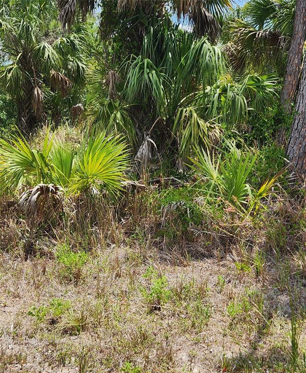 A view of a wooded lot featuring several palm trees and low-lying brush — INVERNESS STREET, NORTH PORT, FL