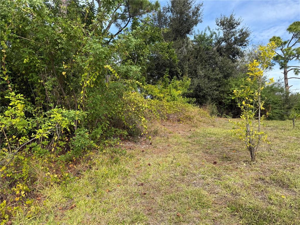A grassy, partially cleared lot features a small tree and dense surrounding vegetation — 7483 REGINA DRIVE, ENGLEWOOD, FL