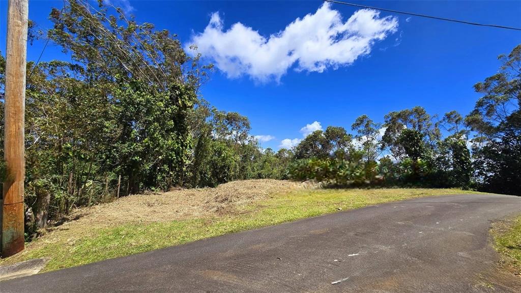 A paved road curves past a grassy, partially cleared lot bordered by dense trees — St. 809 CEDRO ARRIBA SECTOR SANTA TERESITA II UNIT 2, NARANJITO, PR