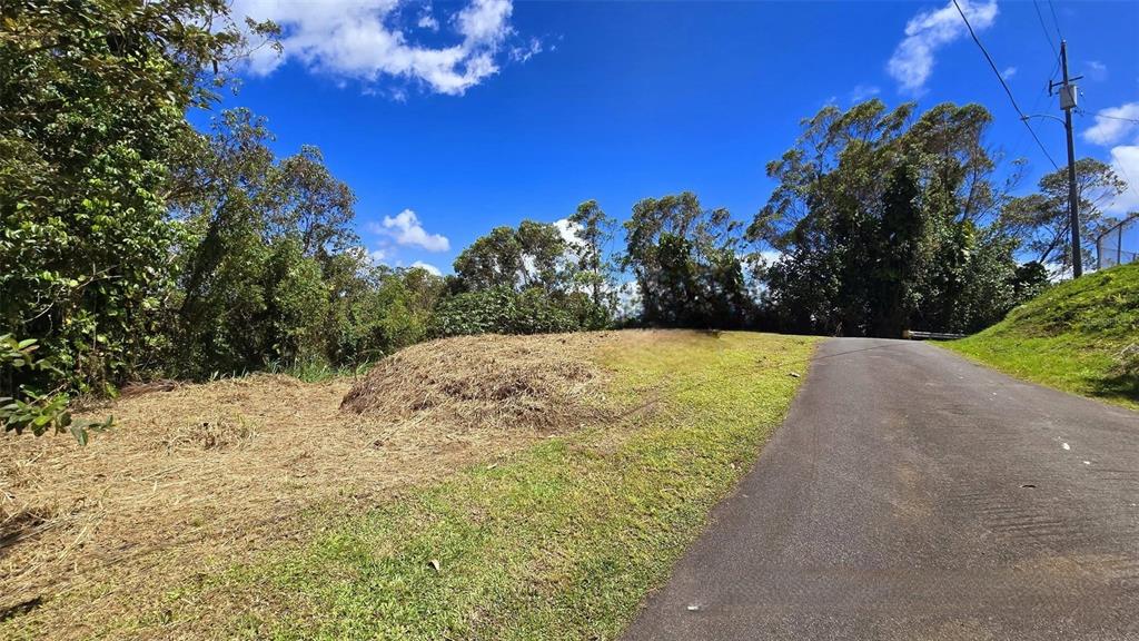 A paved road runs alongside a grassy, partially cleared lot bordered by dense trees — St. 809 CEDRO ARRIBA SECTOR SANTA TERESITA II UNIT 2, NARANJITO, PR