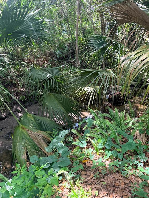 A view of a small, shaded creek flowing through a dense, wooded area with palm trees — 1229 NE 3RD  AVENUE, GAINESVILLE, FL