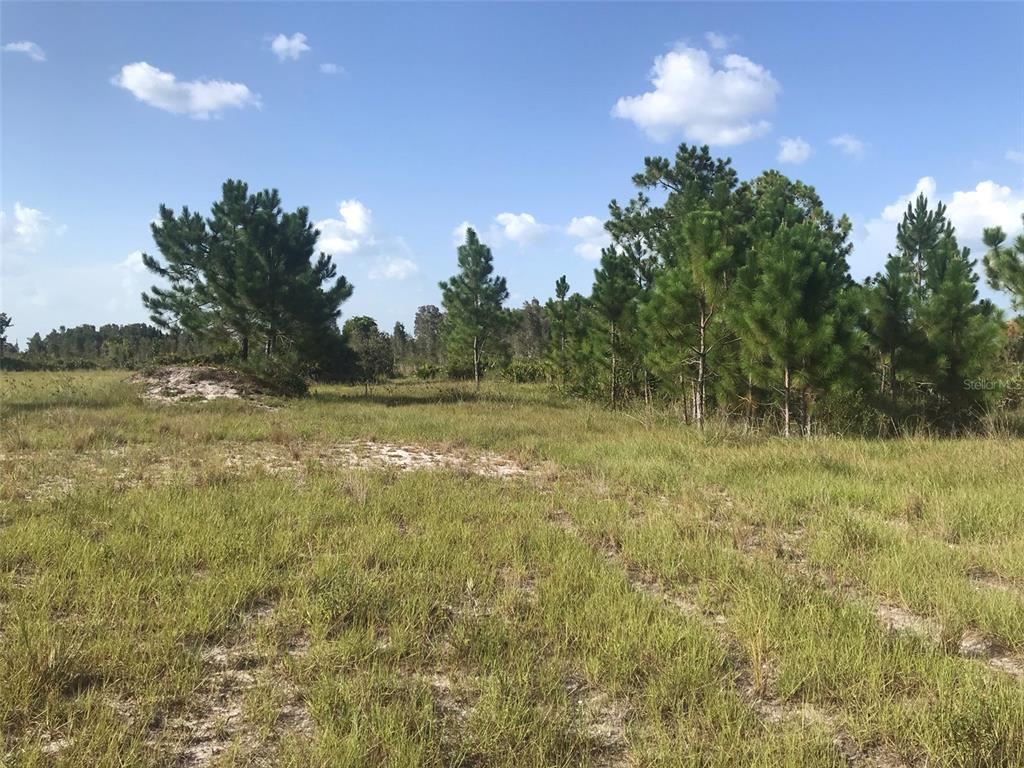 A grassy, open lot with scattered pine trees under a blue sky with clouds — 48033 BERMONT ROAD, PUNTA GORDA, FL
