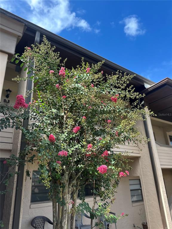 A blooming crape myrtle tree stands in front of a multi-story tan apartment building — 2415 NE 7TH STREET UNIT 2, OCALA, FL