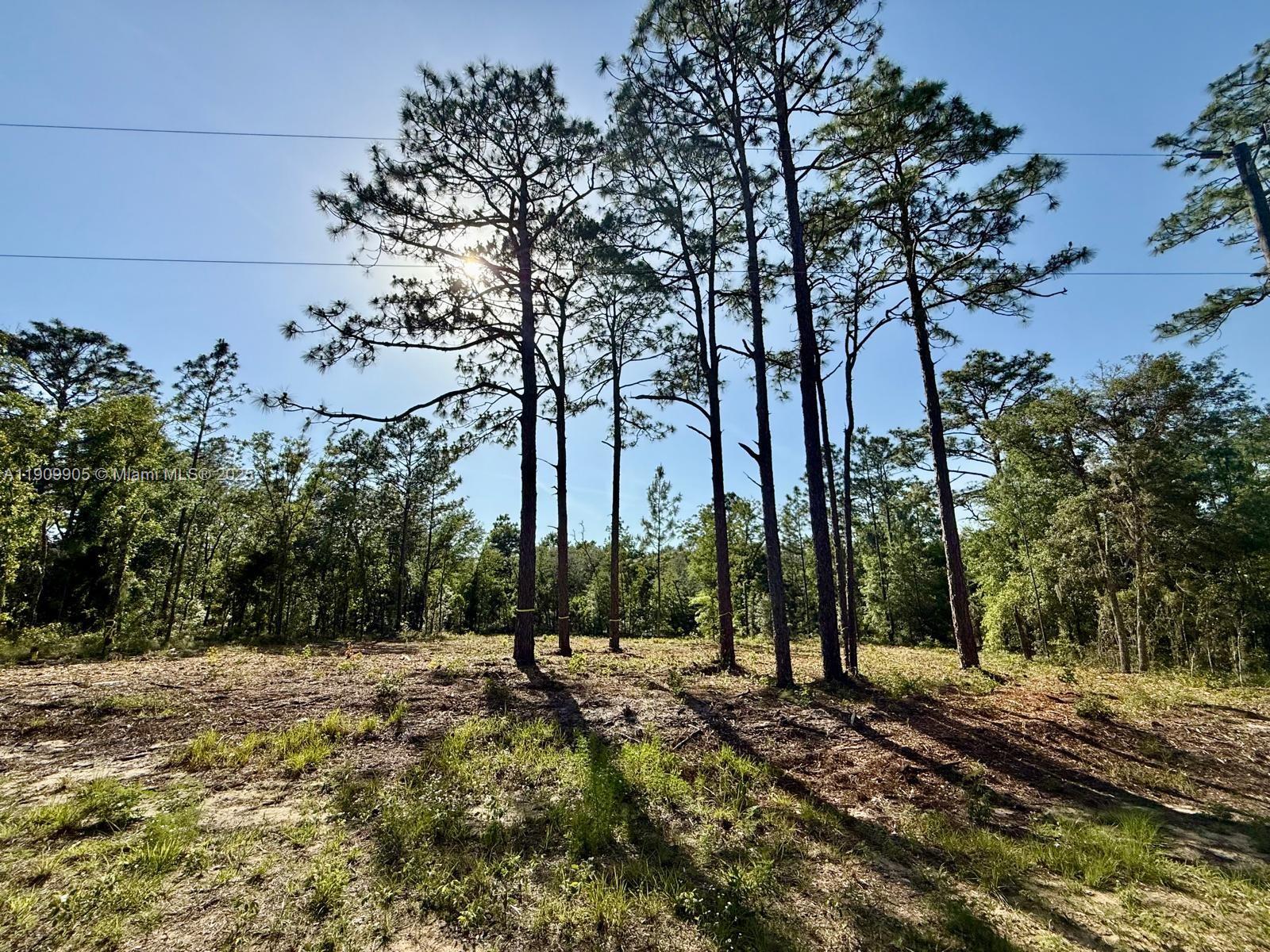 A clearing with several tall pine trees stands under a bright blue sky — 0 NW 157th Ave, Williston FL 32696, WILLISTON, FL