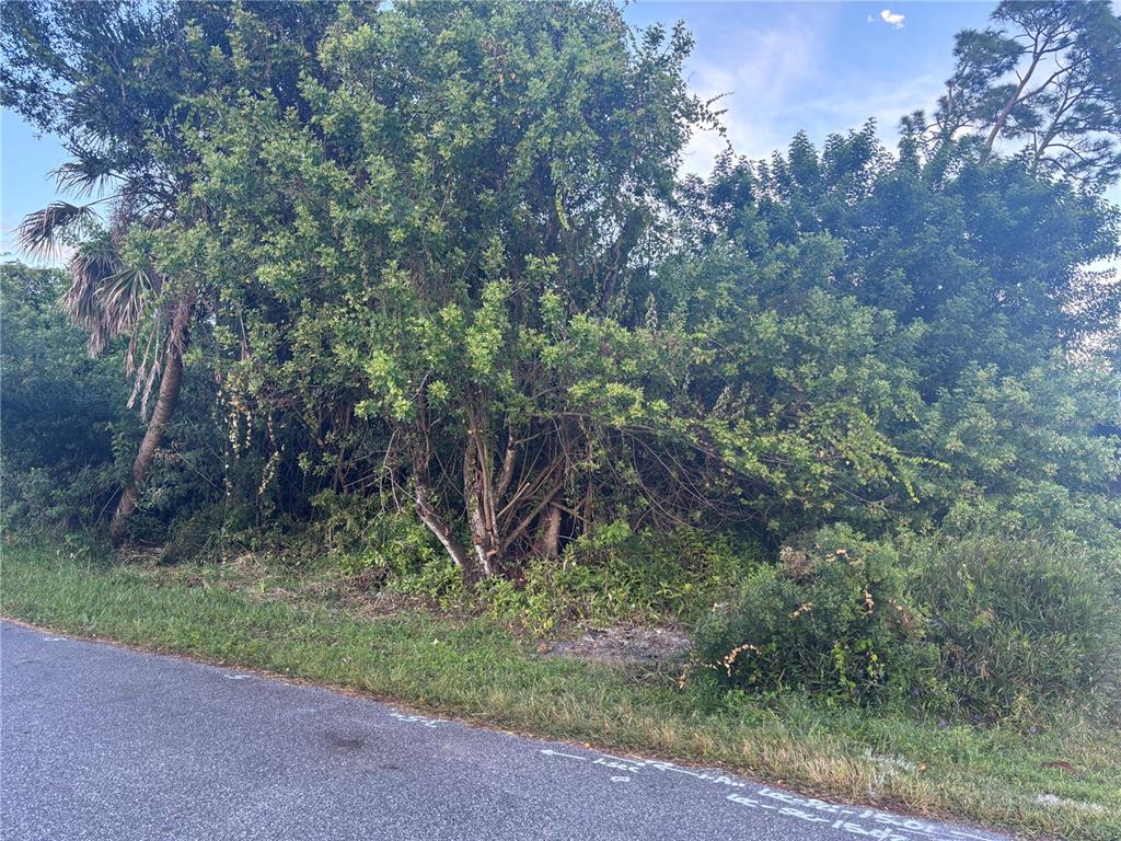 A dense thicket of trees and shrubs grows along the edge of an asphalt road — 773 RED BAY STREET, PORT CHARLOTTE, FL