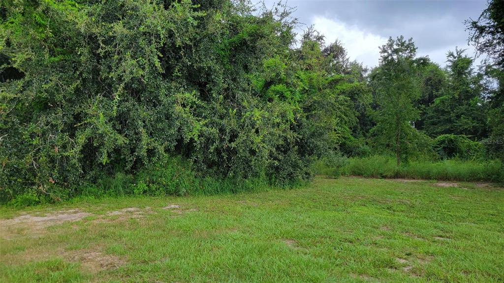 A grassy, open lot bordered by dense trees and vegetation under a cloudy sky — 6641 WYNN LANE, GROVELAND, FL