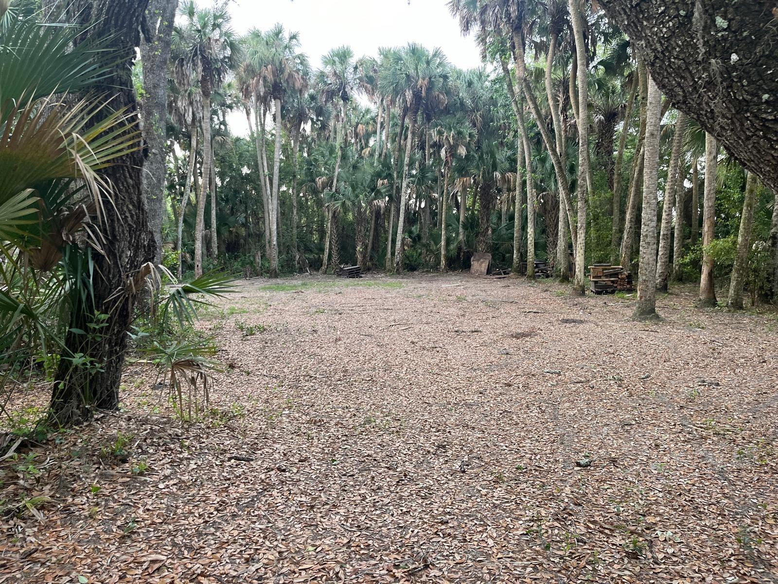 A clearing covered in fallen leaves surrounded by a dense forest of tall palm trees — 15148 NW 288th Street, Okeechobee FL 34972, OKEECHOBEE, FL