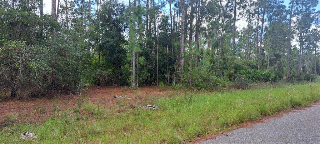 A vacant, wooded lot sits adjacent to a paved road — 3800 E 13TH STREET, LEHIGH ACRES, FL