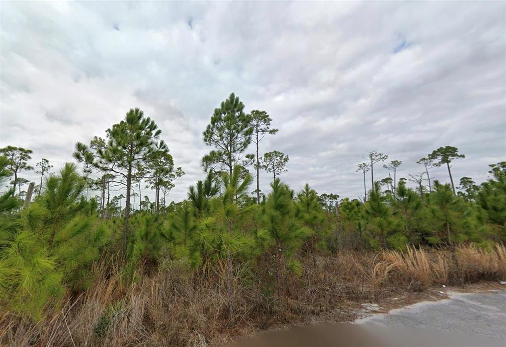 A wooded lot with pine trees and tall grass borders a paved road — 2706 STING RAY ROAD, PANAMA CITY, FL