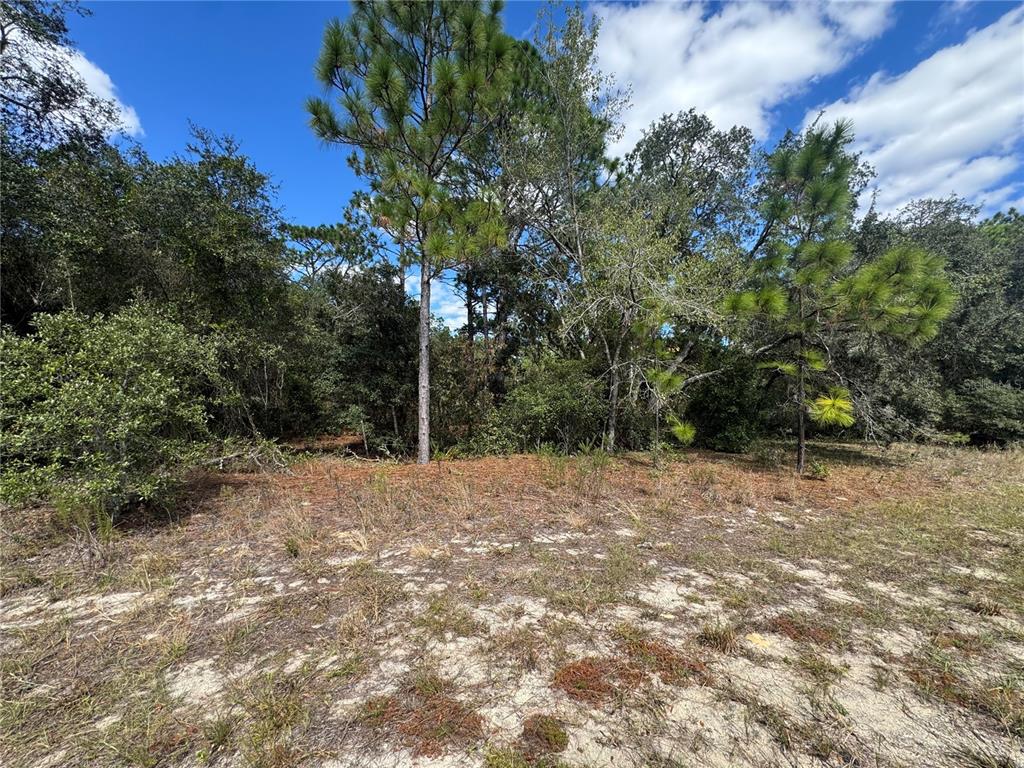 A view of a sandy, undeveloped lot with scattered trees and dense vegetation — 3341 W WILHELM STREET, CITRUS SPRINGS, FL