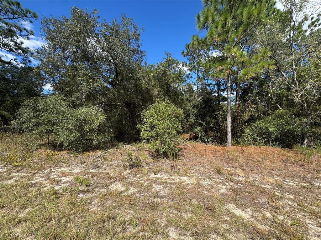 A view of a sandy, undeveloped lot with scattered trees and dense brush — 3341 W WILHELM STREET, CITRUS SPRINGS, FL