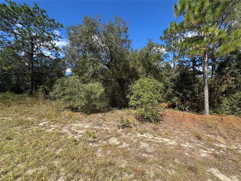 A wooded lot with sandy ground, tall pine trees, and dense underbrush under a blue sky — 3341 W WILHELM STREET, CITRUS SPRINGS, FL