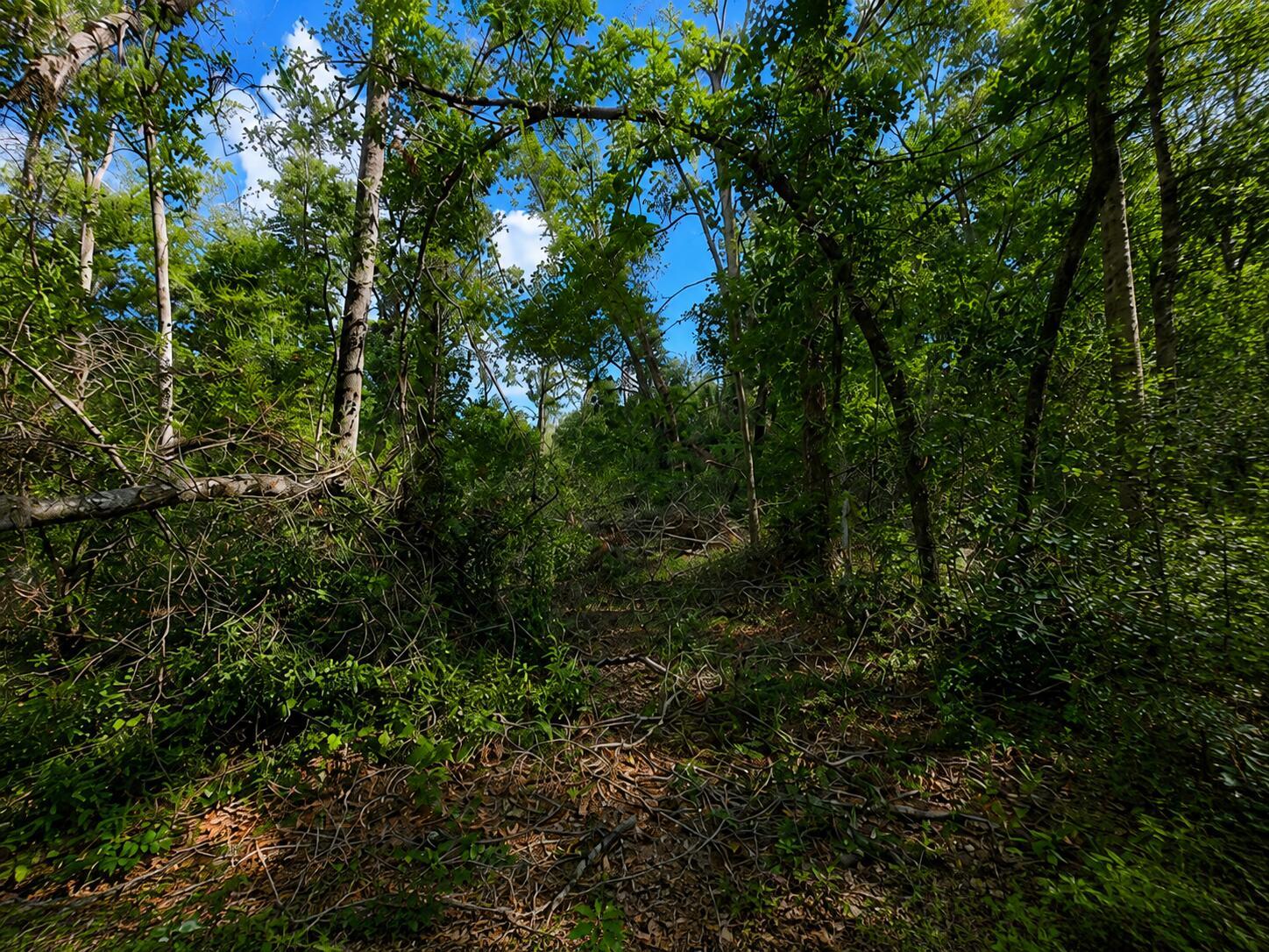 A dense, wooded area with many fallen branches and trees under a bright blue sky — 6600 150th Place, FL 32094, FL