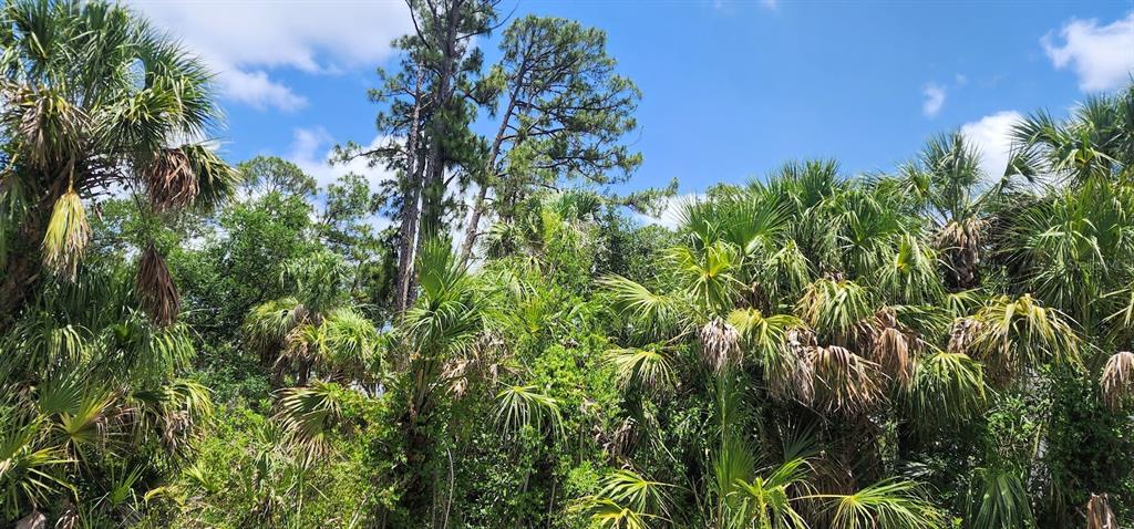 A dense cluster of palm trees and tall pine trees under a bright blue sky — 436 HUTCHINS STREET, PORT CHARLOTTE, FL