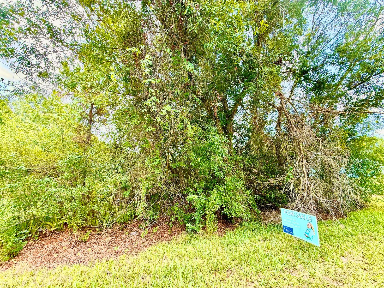A dense, wooded lot with a for sale sign positioned on the grassy foreground — 0 NE 2nd Terrace, Okeechobee FL 34972, OKEECHOBEE, FL
