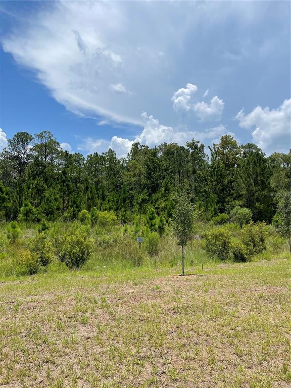 A vacant, grassy lot features a small tree in the foreground and a wooded background — 7630 BENT TREE LOOP, ST CLOUD, FL