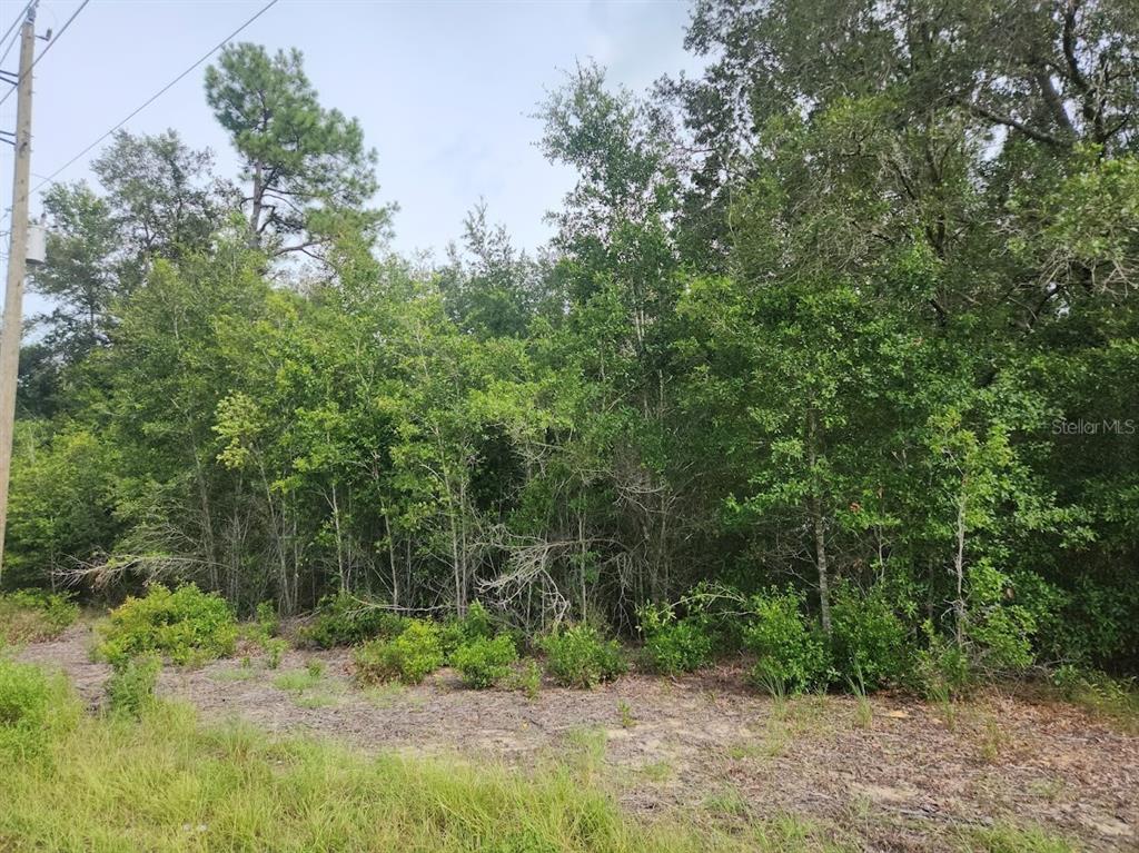 A view of a wooded, undeveloped lot with a utility pole on the left — Lot 13 SW RAINBOW LAKES BOULEVARD, DUNNELLON, FL