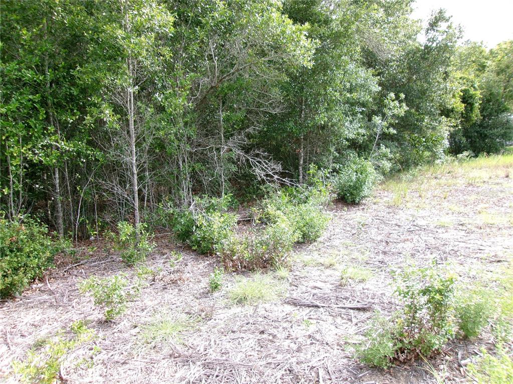 A view of a wooded area with dense trees and a patch of cleared ground — Lot 13 SW RAINBOW LAKES BOULEVARD, DUNNELLON, FL