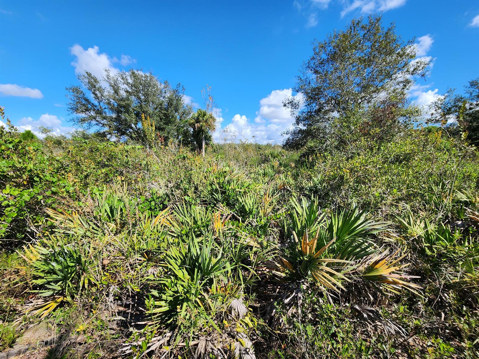 A view of a dense, sunlit Florida landscape featuring saw palmettos and scattered trees — 17707 NW 274th Street, FL 34972, FL