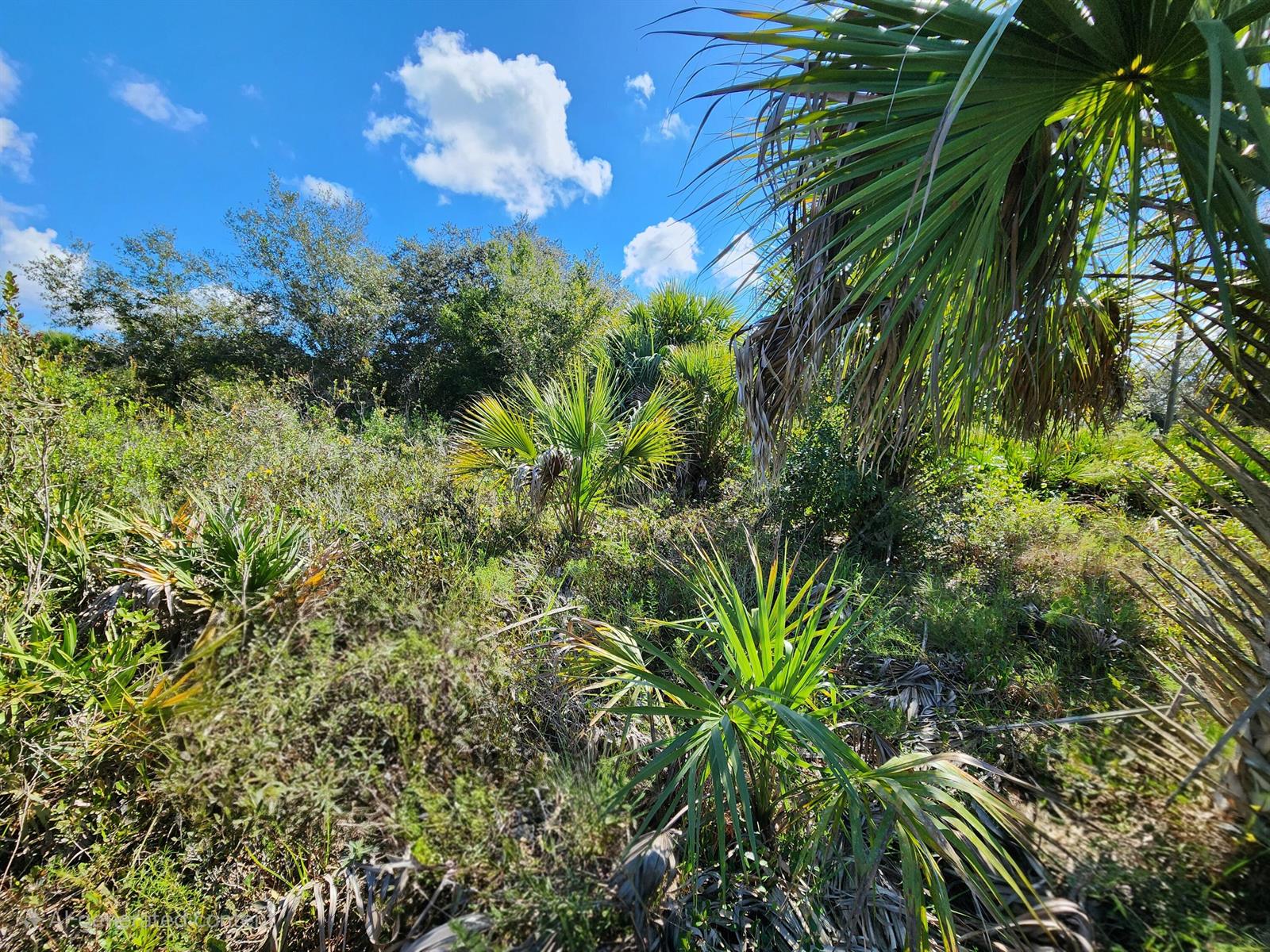 A view of a wooded lot featuring native Florida vegetation, palmettos, and a blue sky — 17707 NW 274th Street, FL 34972, FL