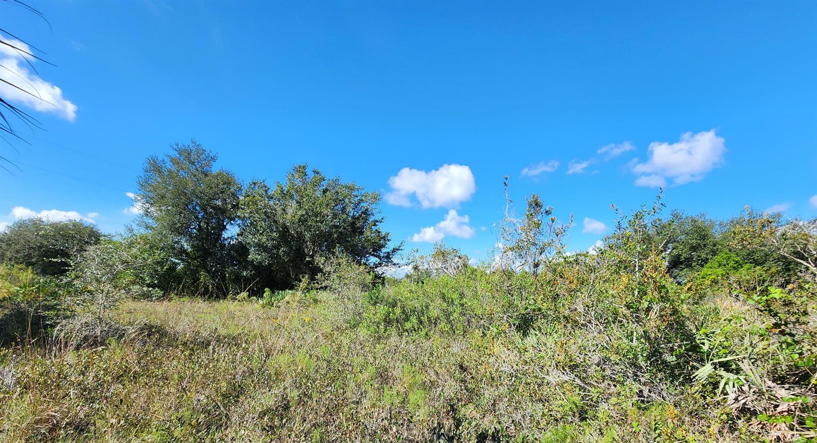 A grassy field with scattered shrubs and trees under a bright blue sky — 17707 NW 274th Street, FL 34972, FL