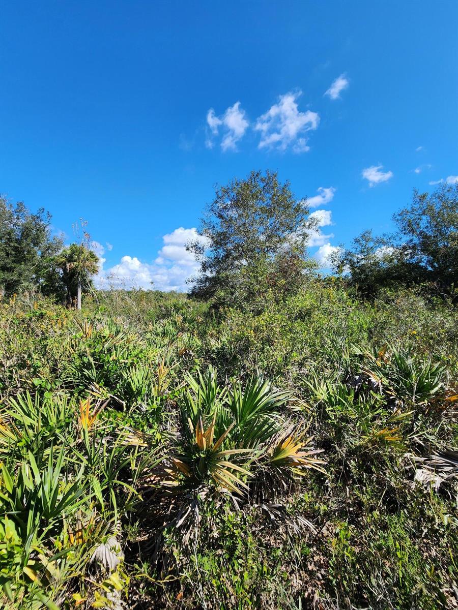 A view of a Florida scrub landscape with palmetto bushes and scattered trees under blue skies — 17707 NW 274th Street, FL 34972, FL