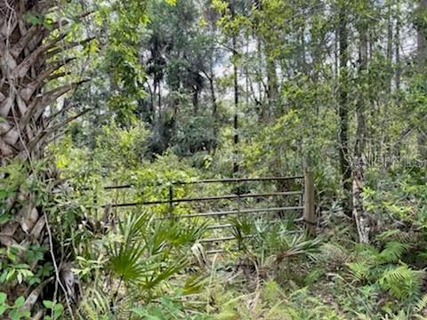 A metal gate stands at the edge of a dense, wooded area with lush green vegetation — 8107 W MAYFAIR DRIVE, HOMOSASSA, FL