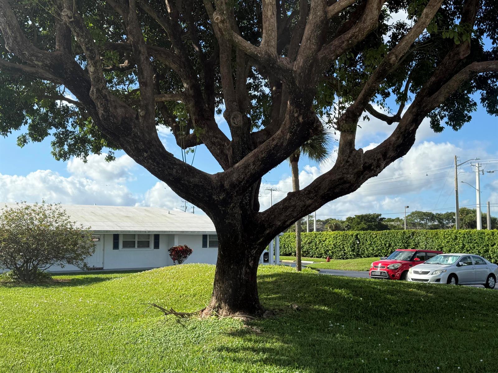 A large tree stands in a grassy front yard in front of a white house — 300 SW Golfview Terrace # 152, Boynton Beach FL 33426, BOYNTON BEACH, FL