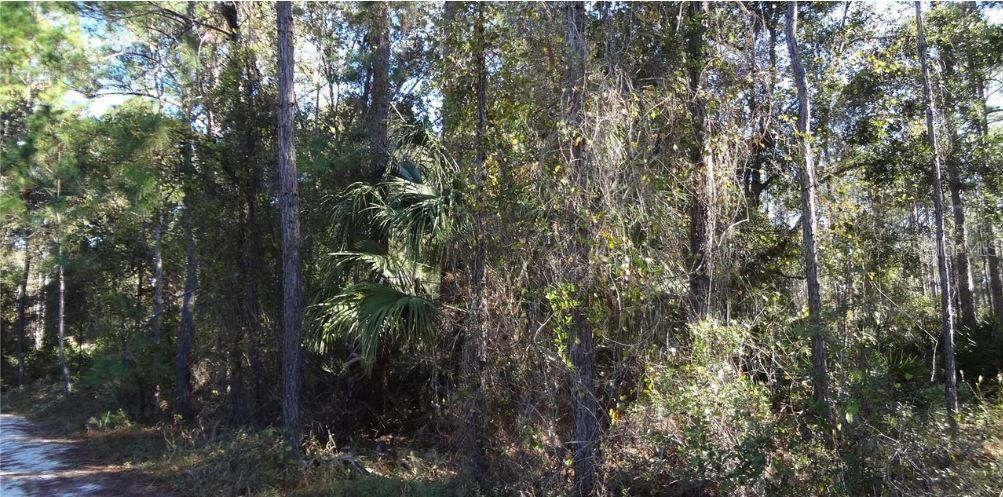 A wooded lot with tall pine trees and dense undergrowth bordering a dirt path — 12TH AVE, DELAND, FL