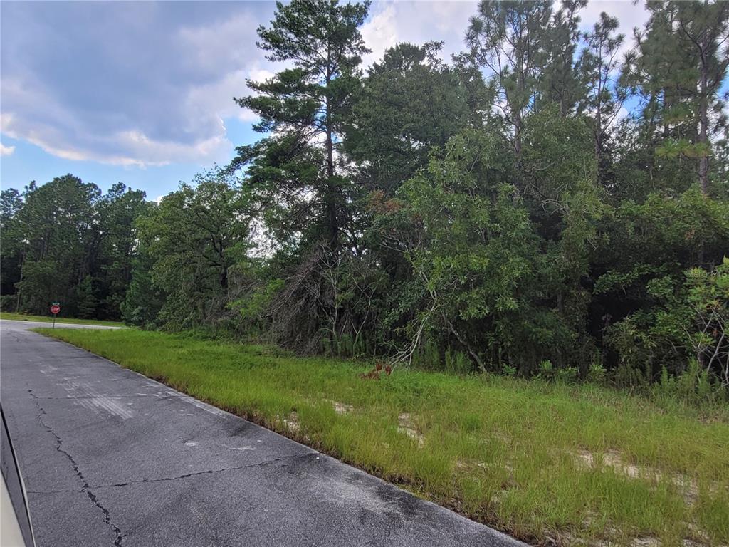 A paved road runs alongside a wooded lot with dense trees and green grass — SW 135 STREET, OCALA, FL