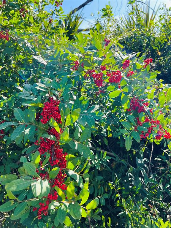 A close-up view of a shrub with green leaves and clusters of small red berries — E PRICE BOULEVARD, NORTH PORT, FL